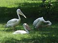 Guy Fanguy - Artist - Animals - Louisiana - Native Animals (25).jpg Size: 59384 - 2